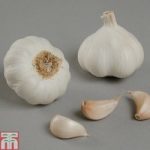 Garlic ‘Arno’ (Spring/Autumn Planting)