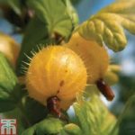 Gooseberry ‘Hinnonmaki Yellow’