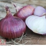 Onion ‘Red Baron’