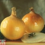 Onion ‘Golden Ball’ (Spring Planting)