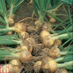Onion ‘Santero’ F1 Hybrid (Spring Planting)