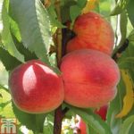Peach ‘Avalon Pride’