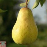 Pear ‘Williams’ Bon Chretien’