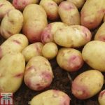Potato ‘Carolus’