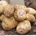 Potato ‘Kestrel’