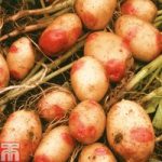 Potato ‘King Edward’