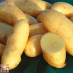 Potato ‘Mayan Gold’