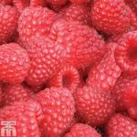 Raspberry ‘Autumn Bliss’ (Autumn fruiting)