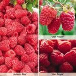 Raspberry ‘Full Season Collection’