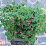 Raspberry ‘Ruby Beauty’ (Summer Fruiting)