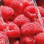 Raspberry ‘Sugana’
