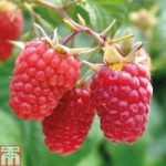 Raspberry ‘Glen Prosen’ (Summer fruiting)