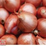 Shallot ‘Red Gourmet’ (Spring Planting)
