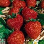 Strawberry ‘Flamenco’ (Everbearer/ All Season)