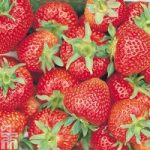 Strawberry ‘Florence’ (Late Season)