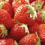 Strawberry ‘Mara des Bois’