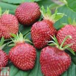 Strawberry ‘Cherry Berry’