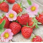Strawberry ‘Just Add Cream’