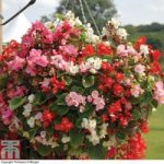 Begonia semperflorens ‘Lotto Mixed’