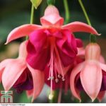 Fuchsia ‘Garden News’ (Hardy)