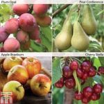 Fruit Tree Orchard Collection