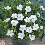 Gardenia jasminoides ‘Kleim’s Hardy’