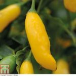 Chilli Pepper ‘Hot Lemon’