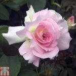 Rose ‘Breeder’s Choice Pink’ (Hybrid Tea Rose)