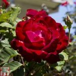 Rose ‘Breeder’s Choice Red’ (Hybrid Tea Rose)