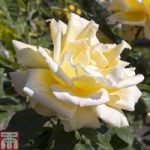 Rose ‘Breeder’s Choice Gold’ (Hybrid Tea Rose)