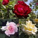 Rose ‘Breeder’s Choice Collection’ (Hybrid Tea Rose)