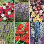 Best Selling Perennial Collection
