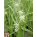 Carex grayi (Marginal Aquatic)