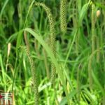 Carex pendula (Marginal Aquatic)