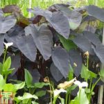 Colocasia esculenta ‘Black Magic’