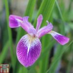 Iris versicolor ‘Kermesina’ (Marginal Aquatic)