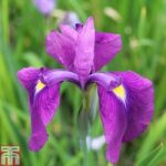 Iris ensata (Marginal Aquatic)
