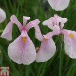 Iris ensata ‘Rose Queen’ (Marginal Aquatic)