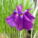 Iris ensata ‘Variegata’ (Marginal Aquatic)