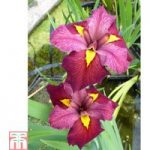 Iris louisiana ‘Ann Chowning’ (Marginal Aquatic)