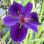 Iris louisiana ‘Black Gamecock’ (Marginal Aquatic)