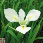 Iris louisiana ‘Her Highness’ (Marginal Aquatic)