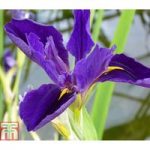 Iris louisiana ‘Marie Gallais’ (Marginal Aquatic)