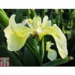 Iris pseudacorus bastardii (Marginal Aquatic)