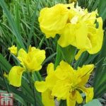 Iris pseudacorus ‘Flore Pleno’ (Marginal Aquatic)