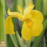 Iris pseudacorus ‘Variegata’ (Marginal Aquatic)