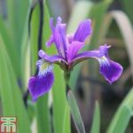 Iris x robusta ‘Dark Aura’