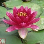 Nymphaea ‘Perry’s Baby Red’ (Deep Water Aquatic)