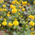 Ranunculus acris ‘Flore Pleno’