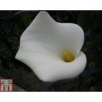 Arum Lily ‘Crowborough’ (Marginal Aquatic)